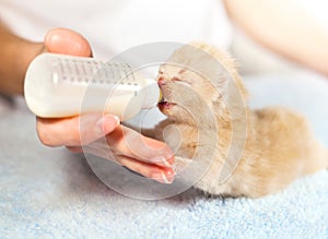 Feeding little cream cat