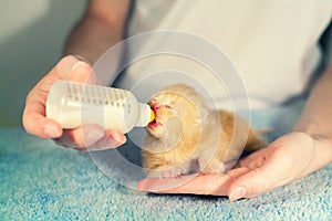 Feeding little newborn kitten with milk replacer