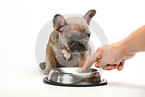 Feeding a little french bulldog puppy. Isolated on white background