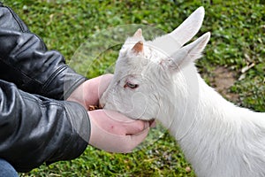 Feeding little goat
