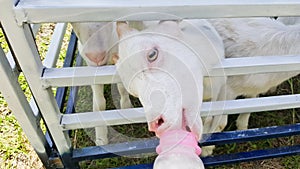 Feeding little goat with milk