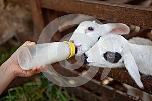 Feeding the little goat with milk