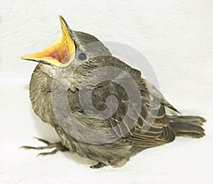 Feeding little hungry bird