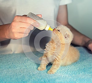 Feeding little newborn kitten with milk replacer
