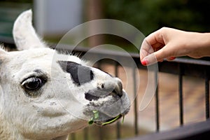 Feeding llama by hand
