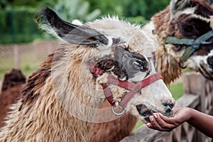 Feeding llama at pet zoo safari tame animal eating from visitor`s hand fuzzy soft fur