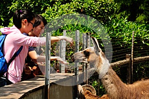 Feeding a llama