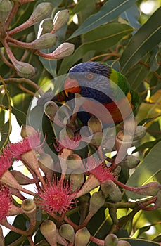 Feeding Lorikeet