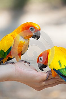 Feeding the love bird in the hand