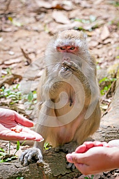 Feeding Macaque monkey in Thailand