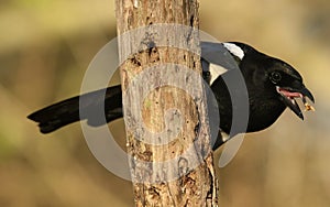 A feeding Magpie Pica pica from the Crows family Corvidae with its mouth open with food on its tongue.