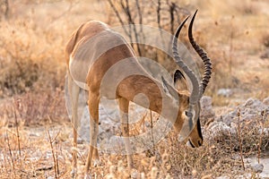 Feeding male impala antelope, Etosha national park, Namibia