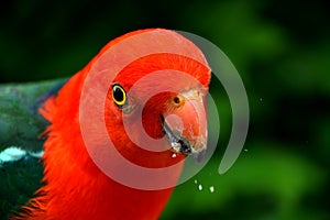 Feeding Male King Parrot