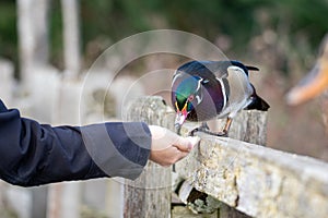 Feeding a male wood duck by hand.   