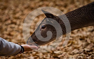 Feeding a mammal