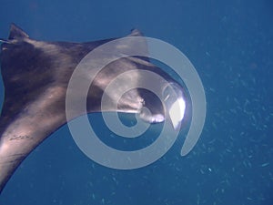Feeding manta ray, Maldives