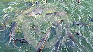 Feeding many big catfish in pond water