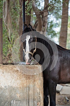 Feeding  Marwari black stallion. Indian authentic horse breed. Ahmedabad, Gujarat. India