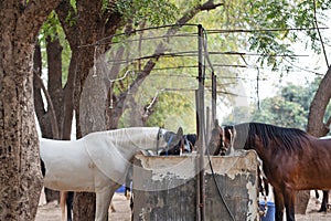 Feeding  Marwari mares. Indian authentic horse breed. Ahmedabad, Gujarat. India