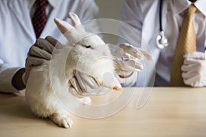 feeding medicine to sick white adorable rabbit