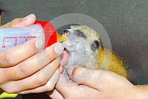 Feeding a meerkat baby with a bottle of milk