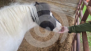 Feeding a miniature pony or horse at a farm