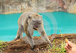 Feeding monkey photo