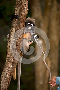 Feeding the monkey ( Presbytis obscura reid ).