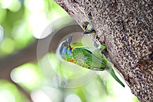 Feeding Muller's Barbet