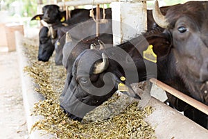 Feeding murrah buffalo in farm photo