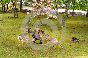 Feeding Nara deer Hanami photo