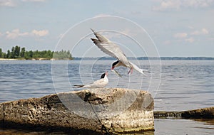 Feeding nestling bird gull in the wild - 2