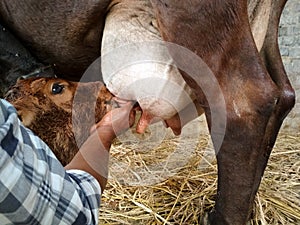 Feeding New born calf photo
