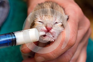 Feeding a newborn British kitten with a milk mixture from a syringe