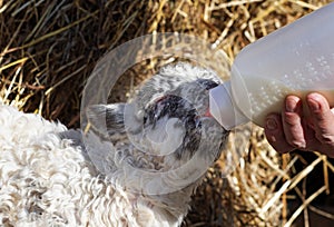 Feeding a newborn lamb from bottle