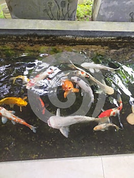 feeding ornamental fish in a small pool