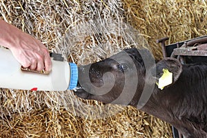 Feeding orphan baby calf