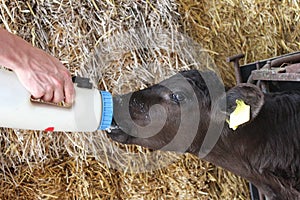 Feeding orphan baby calf photo