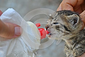 Feeding an orphaned kitten