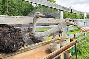 Feeding of ostrich on a farm