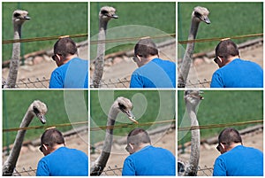 Feeding ostrich photostory