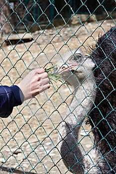 Feeding of ostrich in zoo