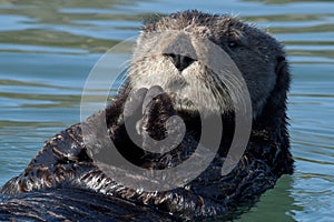 Feeding Otter