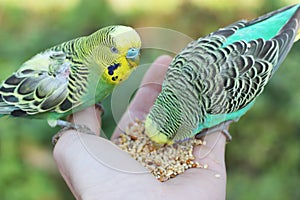 Feeding parakeet birds from hand