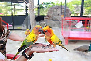 Feeding the parrot on the hand