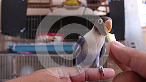 Feeding parrot Lovebird with hand