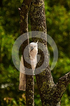 Feeding parrots in the forest at Kallista Dandenong Ranges