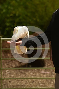 Feeding parrots in the forest at Kallista Dandenong Ranges