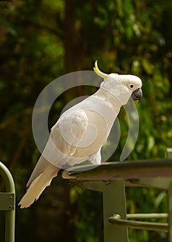 Feeding parrots in the forest at Kallista Dandenong Ranges