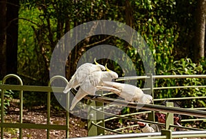 Feeding parrots in the forest at Kallista Dandenong Ranges